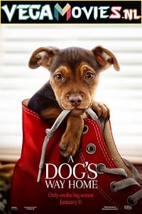 A Dogs Way Home 2019 Dual Audio Hindi-English 480p 720p 1080p