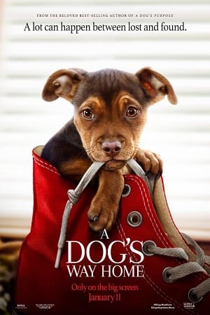 A Dog’s Way Home 2019 Dual Audio Hindi-English 480p 720p 1080p