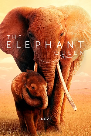 The Elephant Queen 2019 WEB-DL Dual Audio Hindi-English 480p 720p 1080p