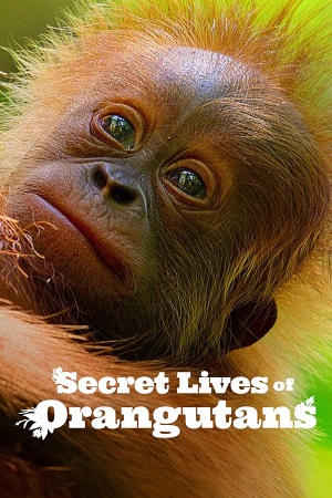 Secret Lives of Orangutans 2024 NF WEB-DL Dual Audio Hindi-English 480p 720p 1080p